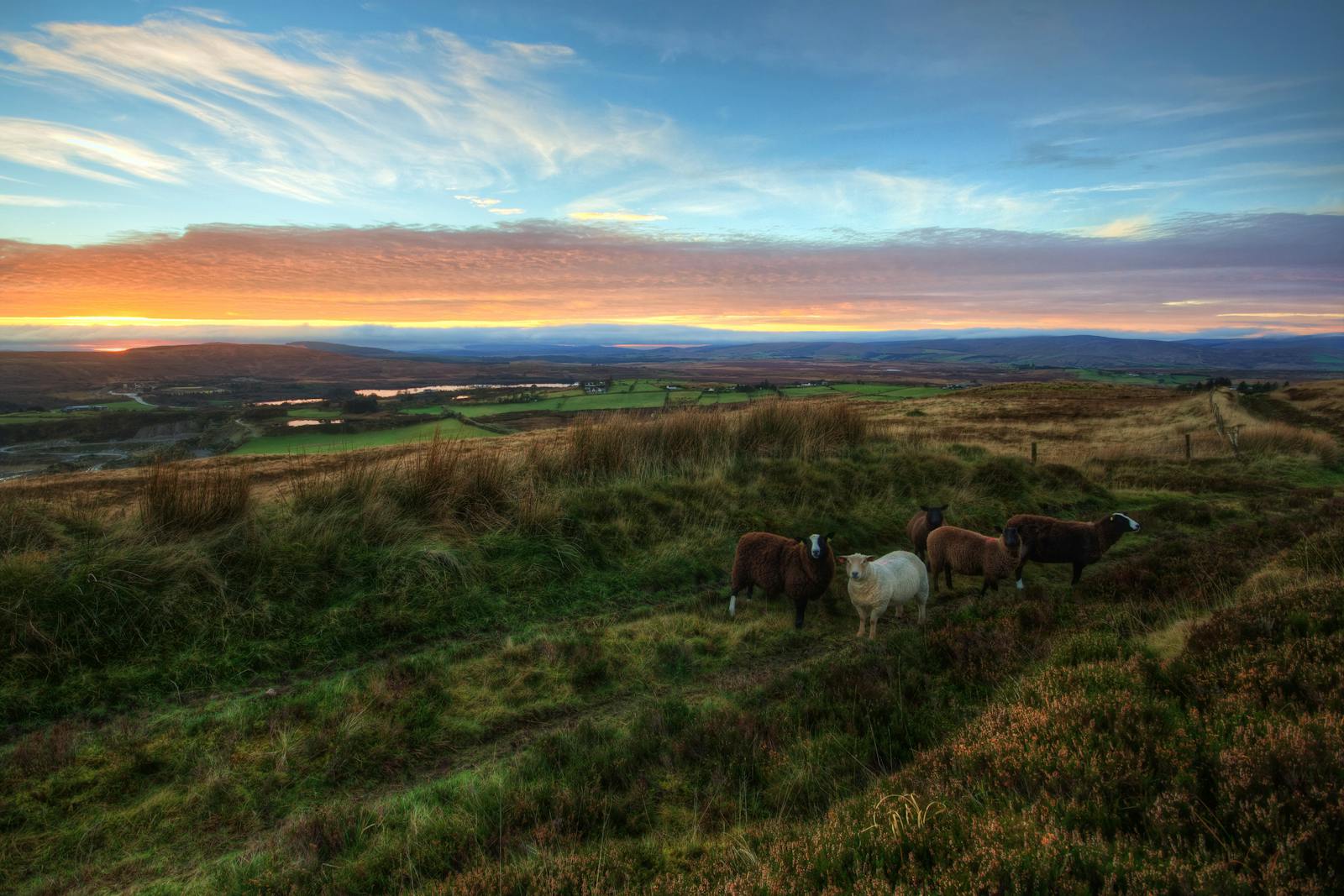A picturesque sunset over the northern Ireland countryside with grazing sheep in a lush, rural landscape.